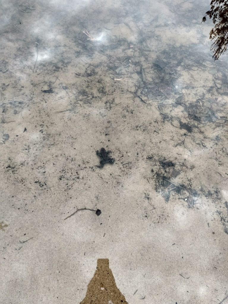 лягушки в озере Чваниха